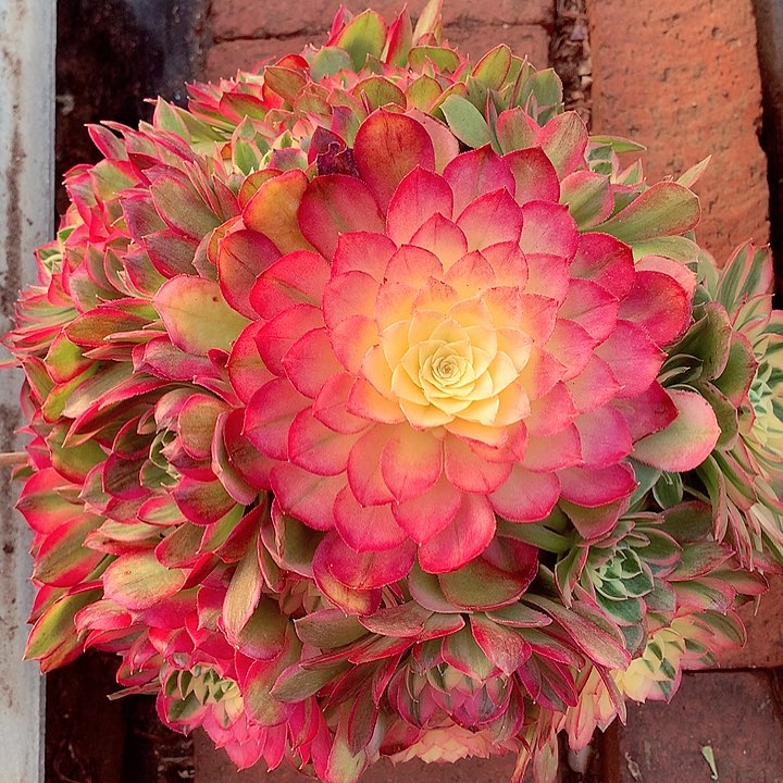 海王老桩啊啊啊啊