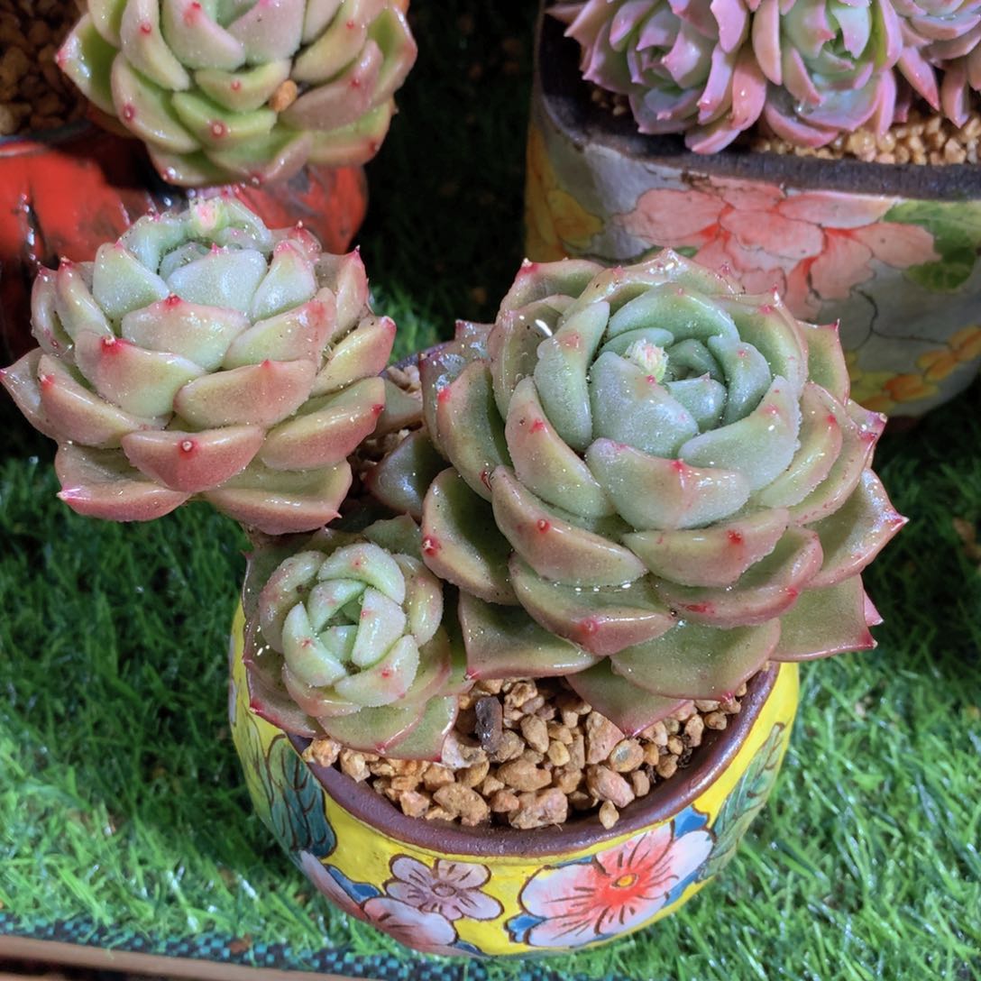 白玫瑰12 公分一物一拍