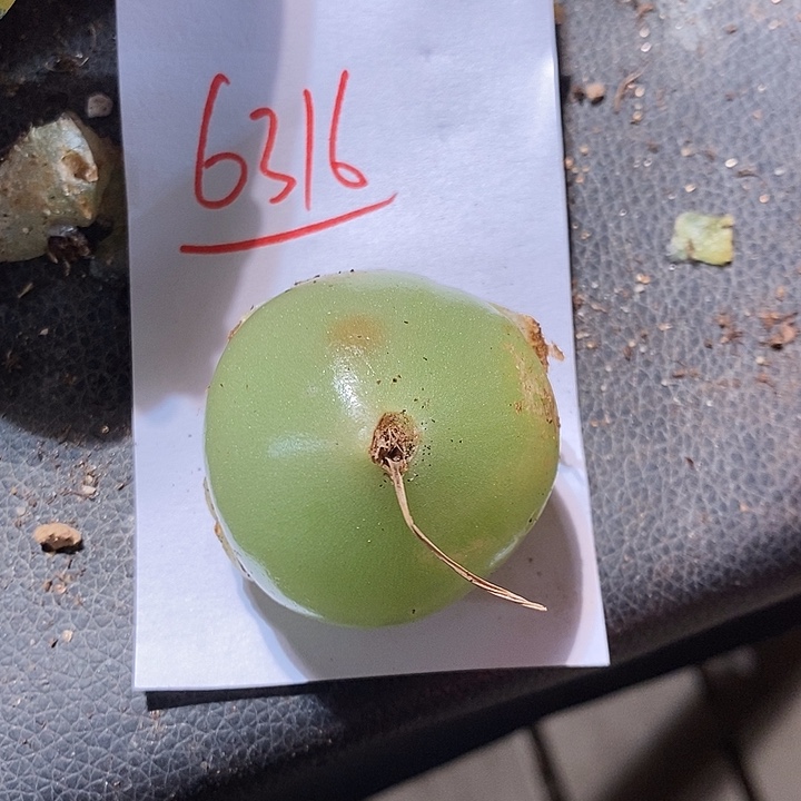 6316。  苍角殿一颗。  