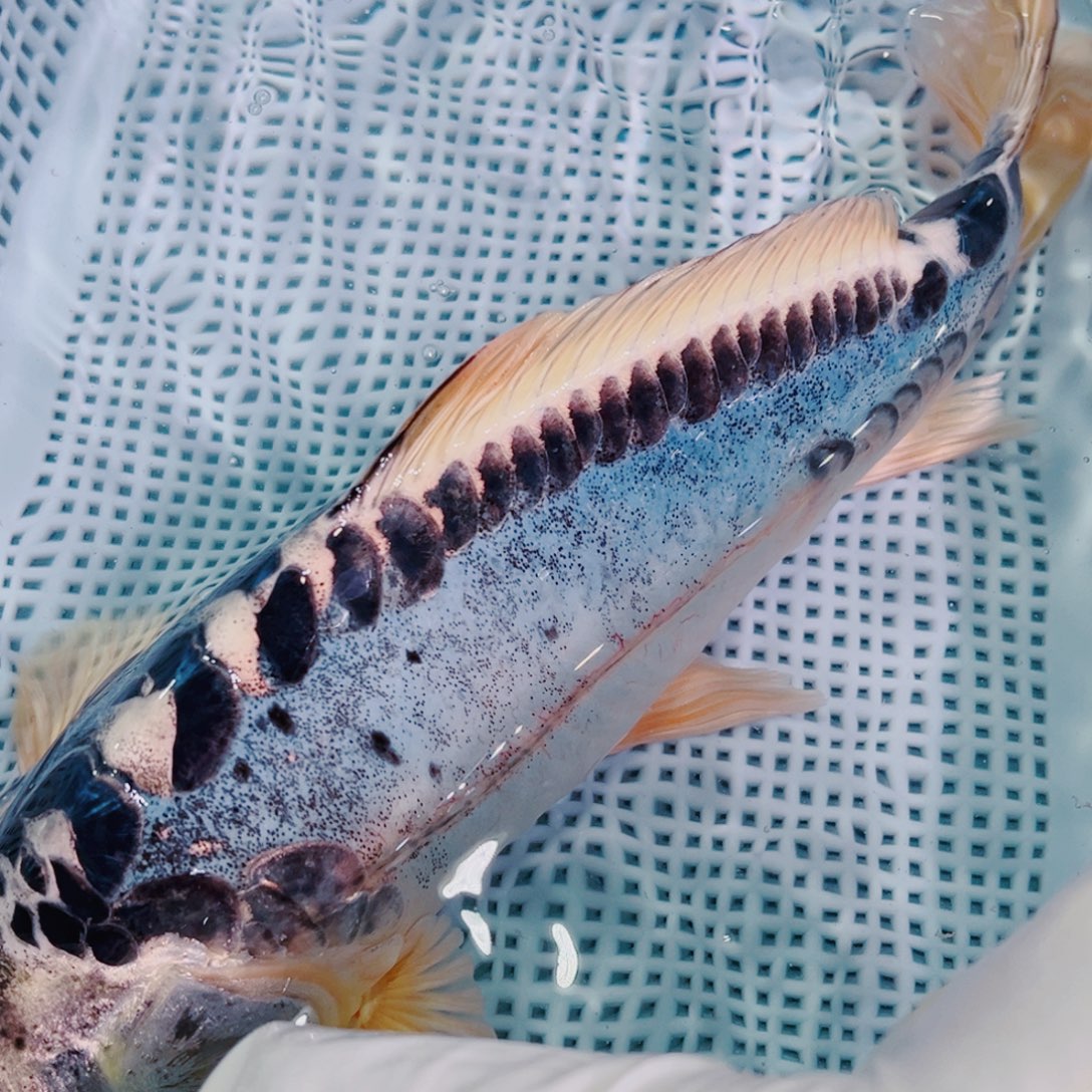 锦鲤介意勿拍锦鲤冷水鱼观赏125