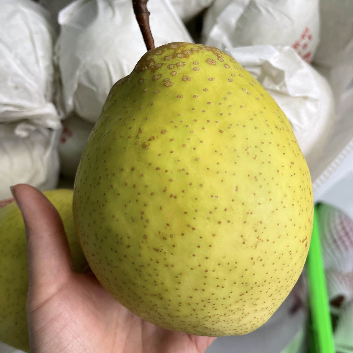 汉源老品种土梨白梨