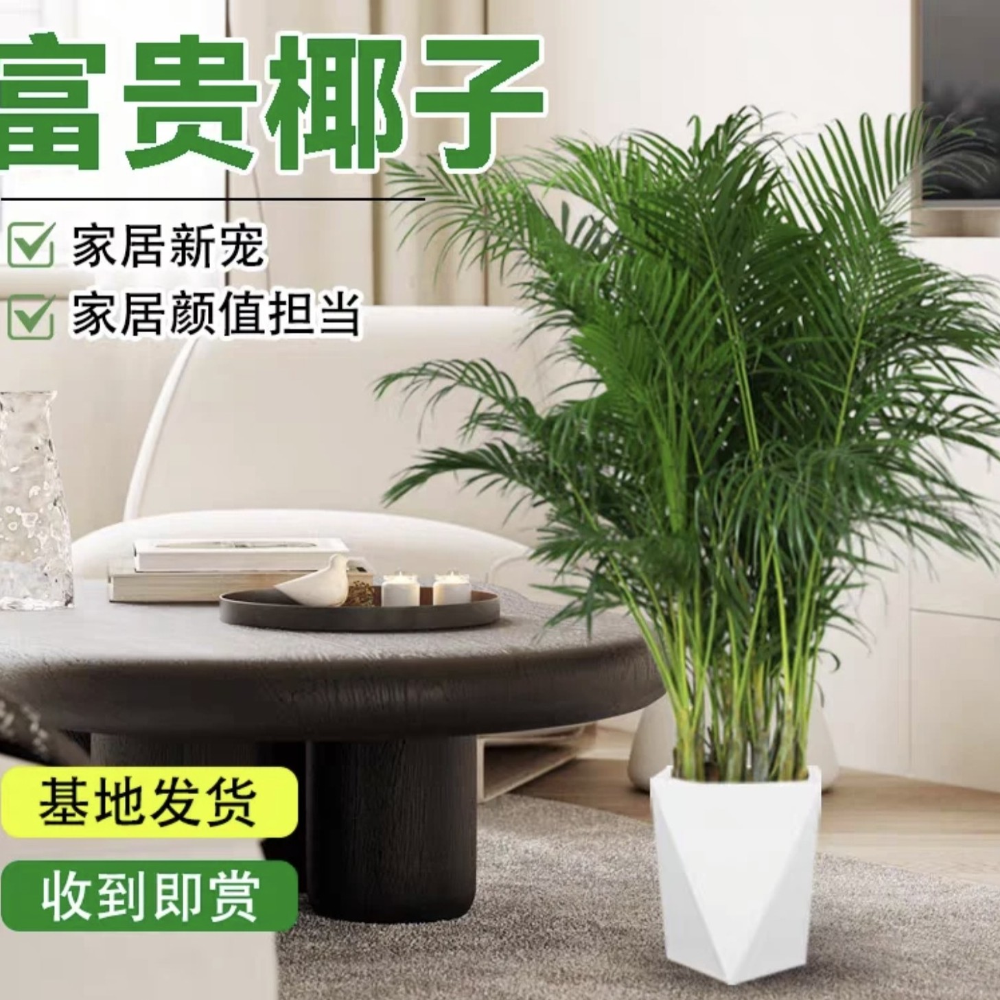 【1.2米-1.4米富贵椰子】大型绿植净化空气适合客厅办公室摆放