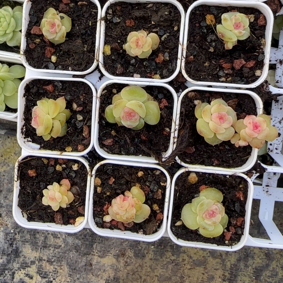 舒月盆一个外棚满25包邮