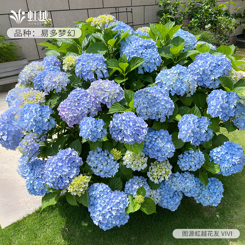 花彩无尽夏绣球花盆栽阳台大花中华木绣球花手鞠庭院地栽