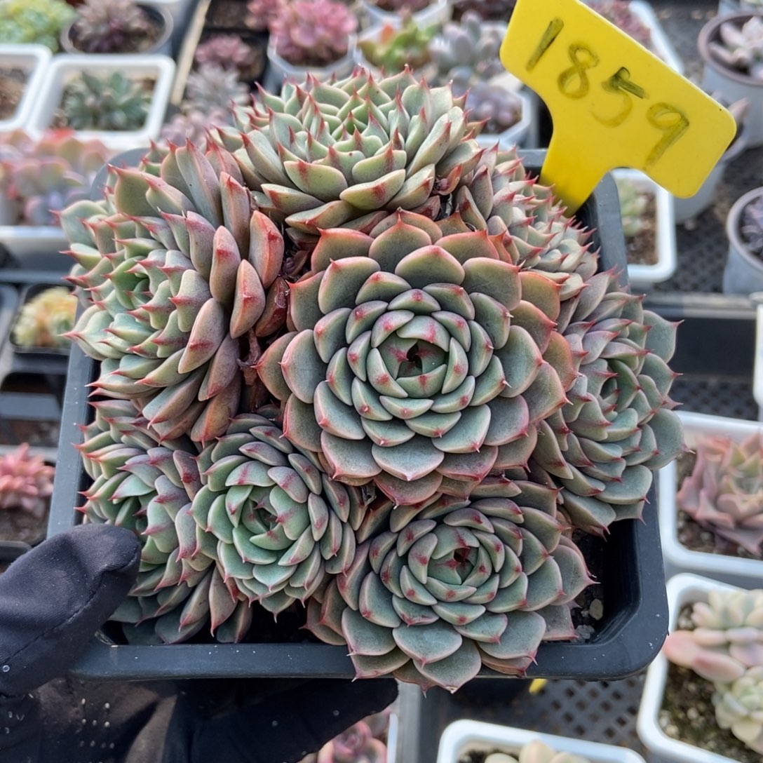 1859笨吧多肉植物多肉