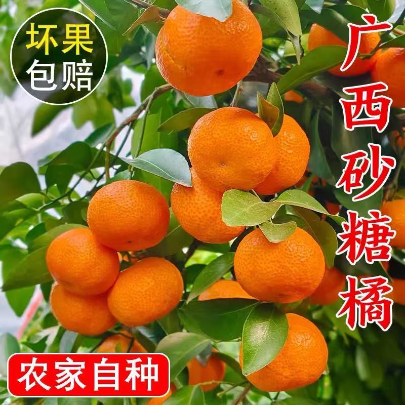 正宗广西原生态小蜜橘新鲜水果，应季节现摘现发