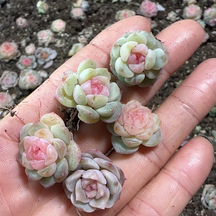 125号绝绝子多肉一盒