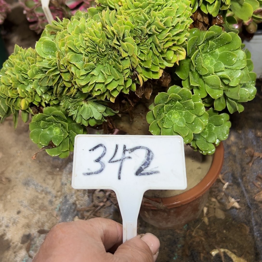 多肉植物绿羊绒缀花342