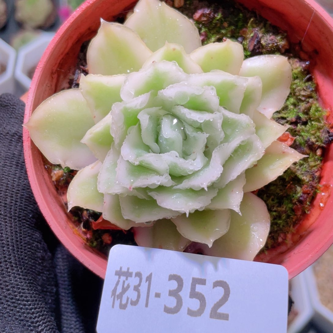 花利美31-352紫蝴蝶锦