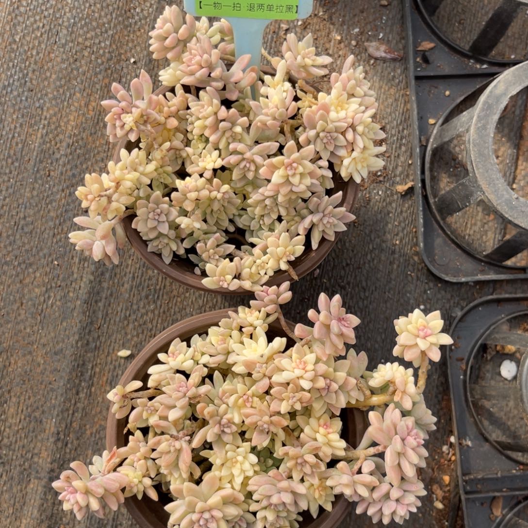 云尘多肉一物一拍1619