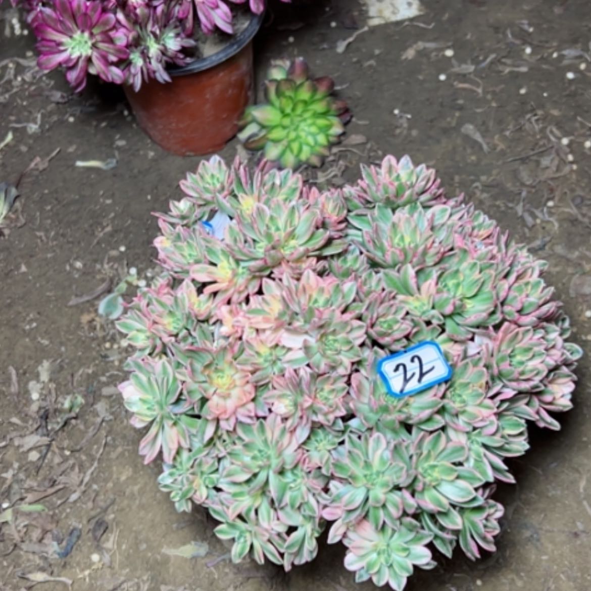 【闪购商品】多肉植物甜茶22