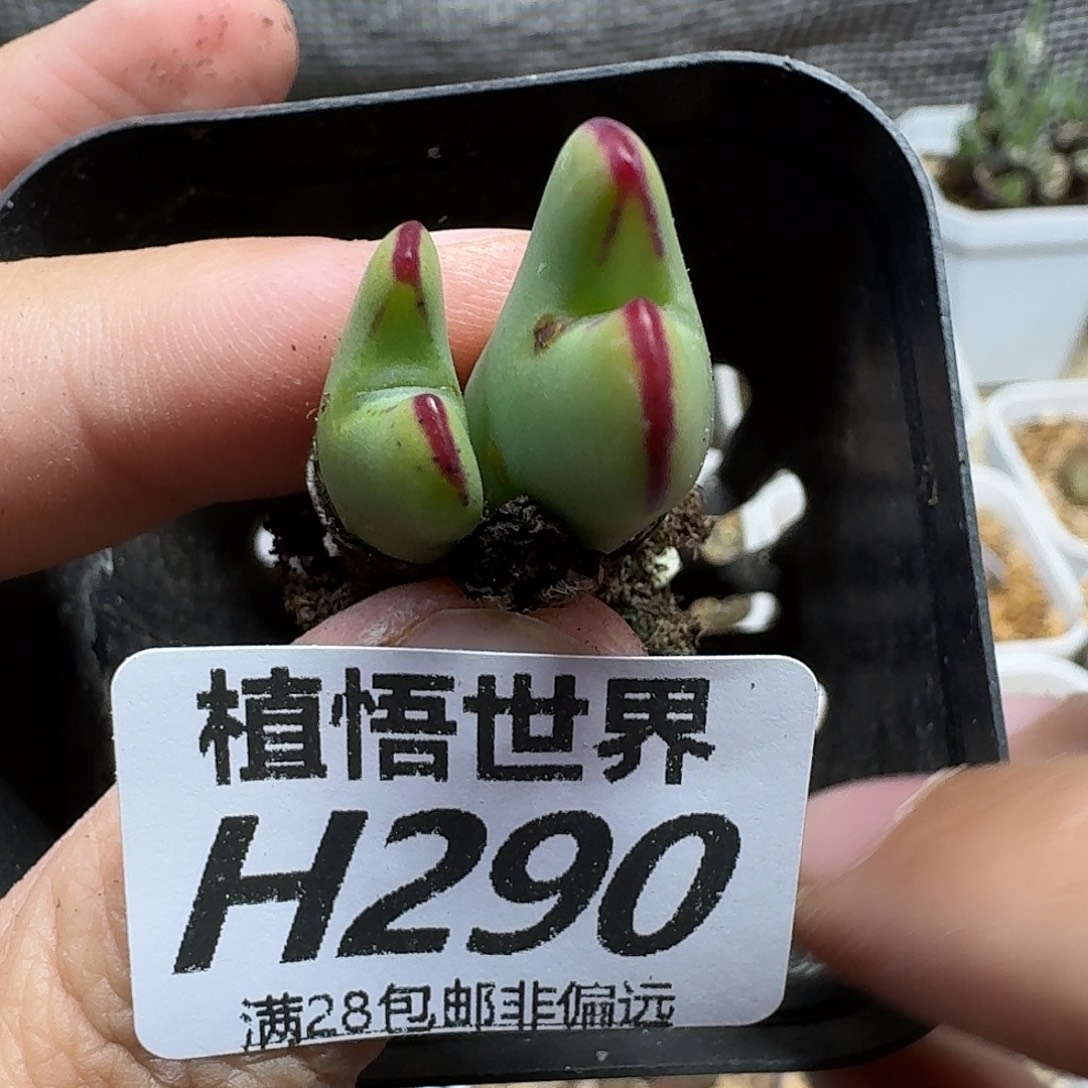 多肉植物的润泽ghn