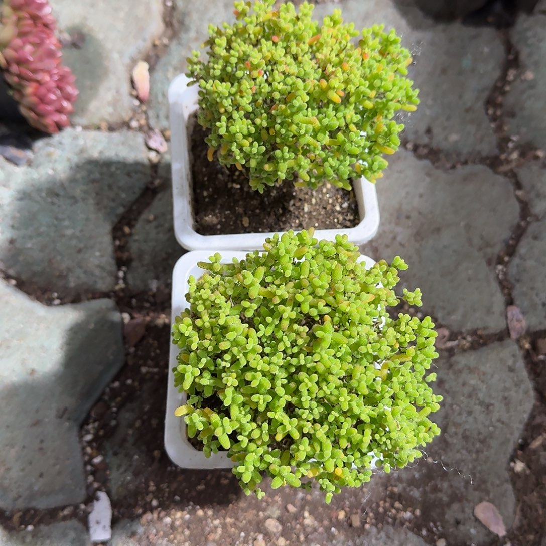 蜜桔糖球多肉植物净切