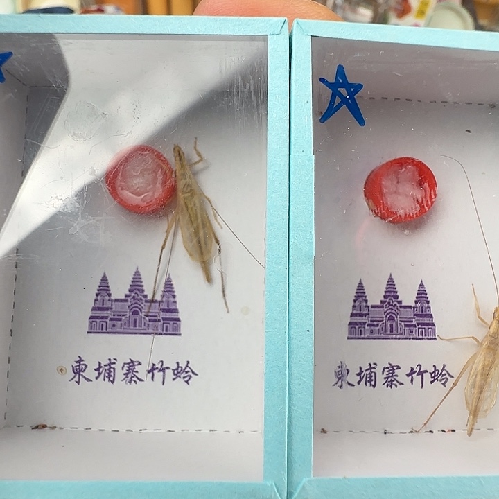 蟋蟀精品柬埔寨2只…………S