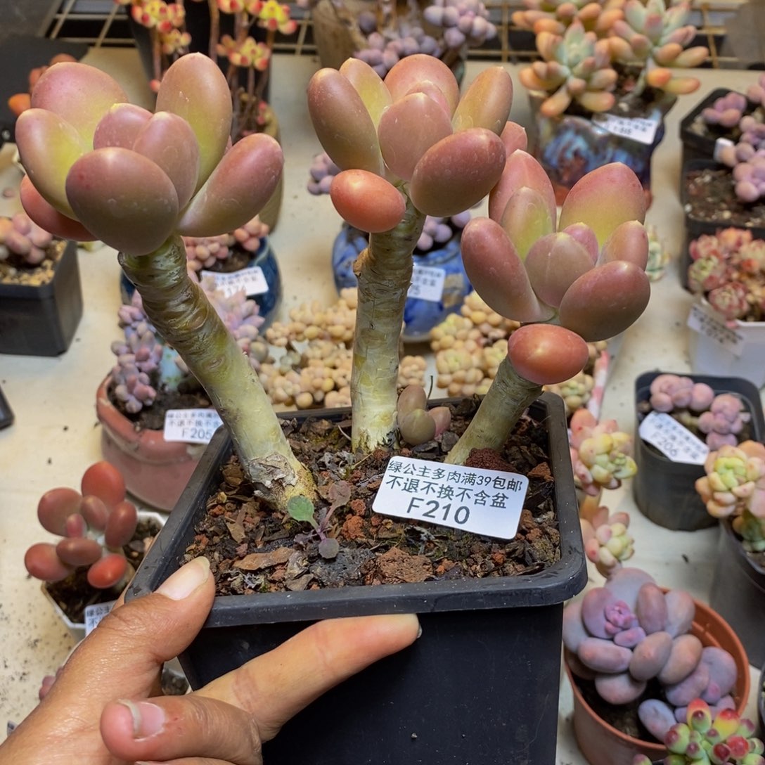 210金蟾多肉整14c m