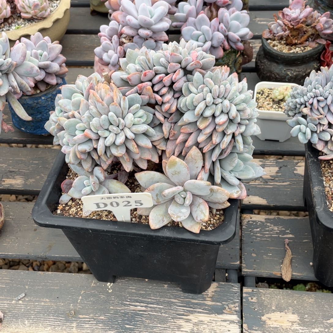 爱****?025粉兔不带盆啦啦啦