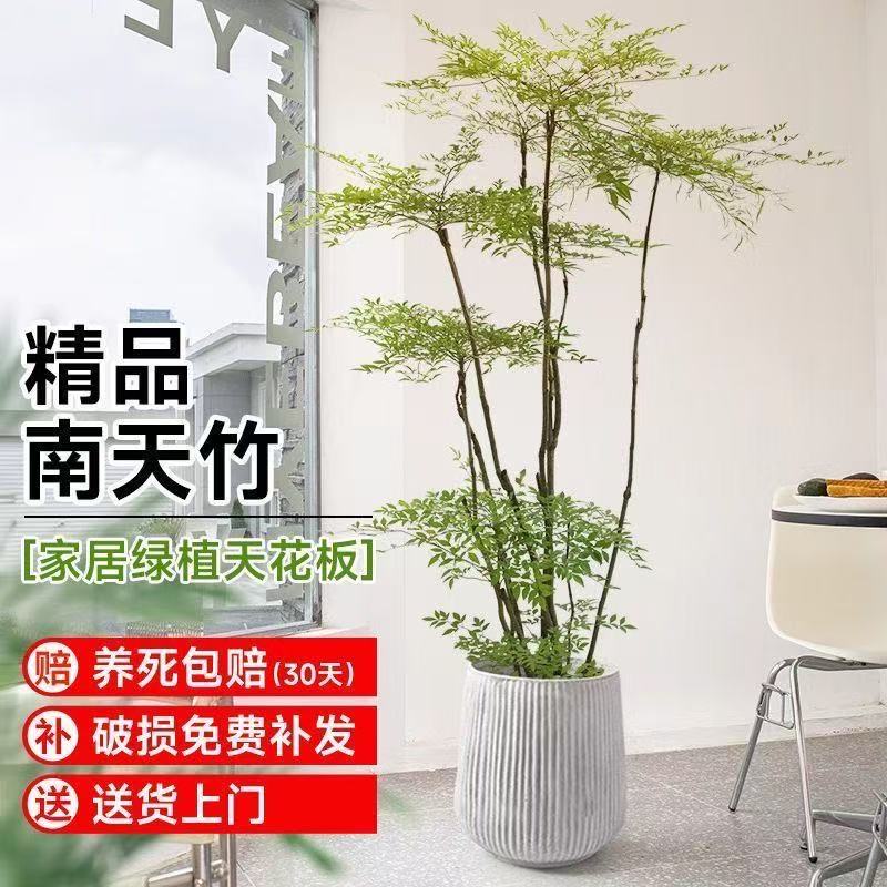 精品火焰南天竹一物一拍扣手机尾号四位