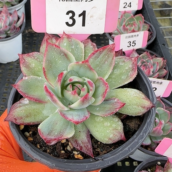 31 惊鸿仙子多肉植物6-9cm