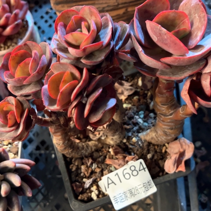 幸运的是我的朋友