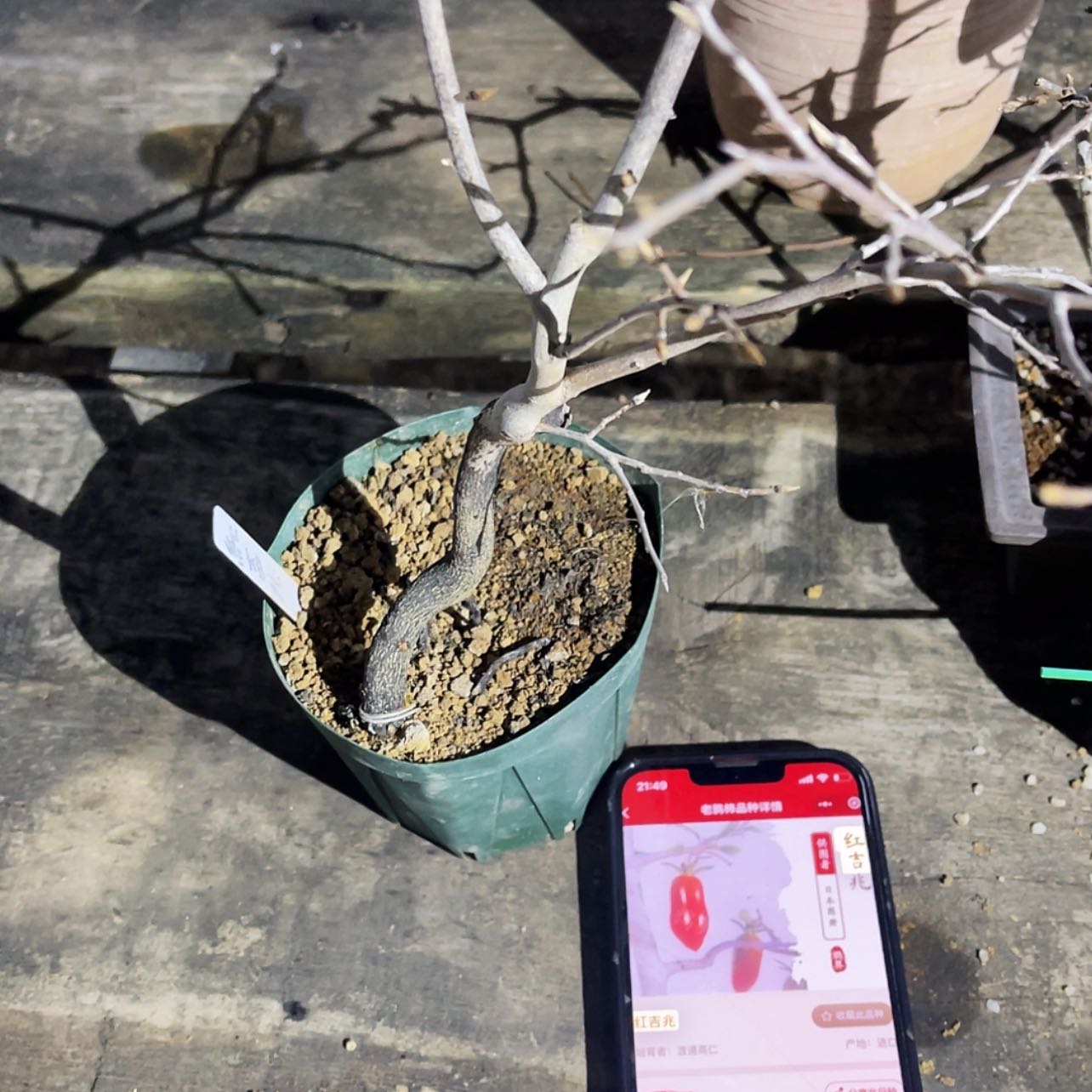 【闪购商品】老鸦ℒ****250