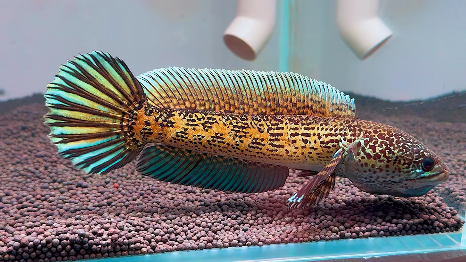 眼镜蛇雷龙鱼直播间挑鱼一鱼一拍