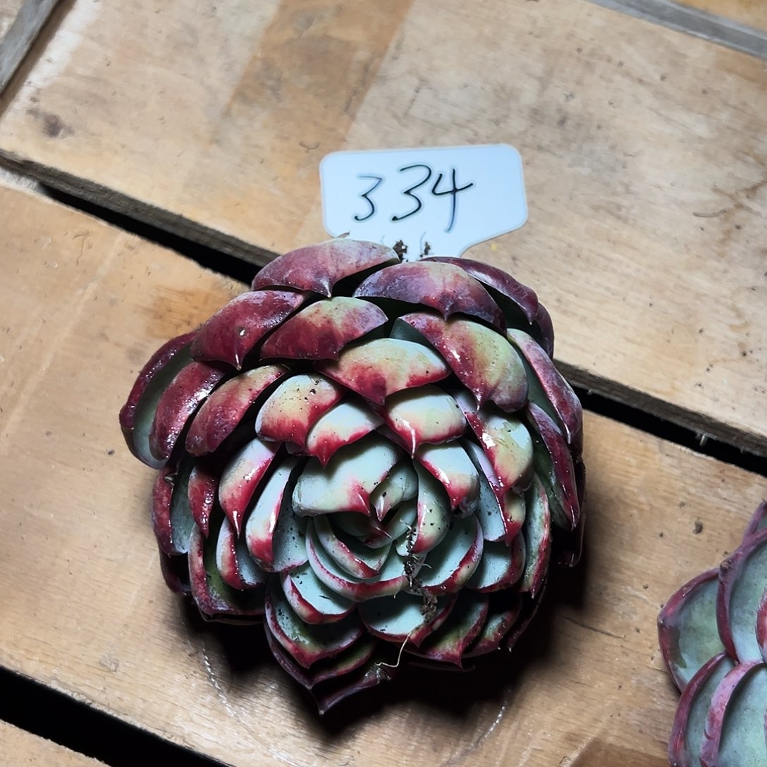 妙***乐惊鸿仙子一物一拍334号