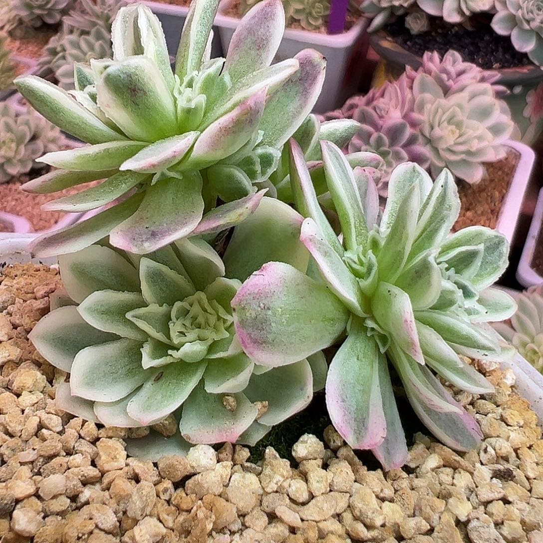 山地玫瑰锦秋夕1224号