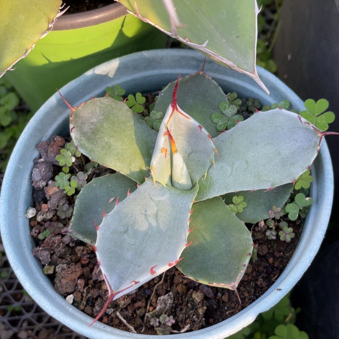 无花朵福克斯龙舌兰