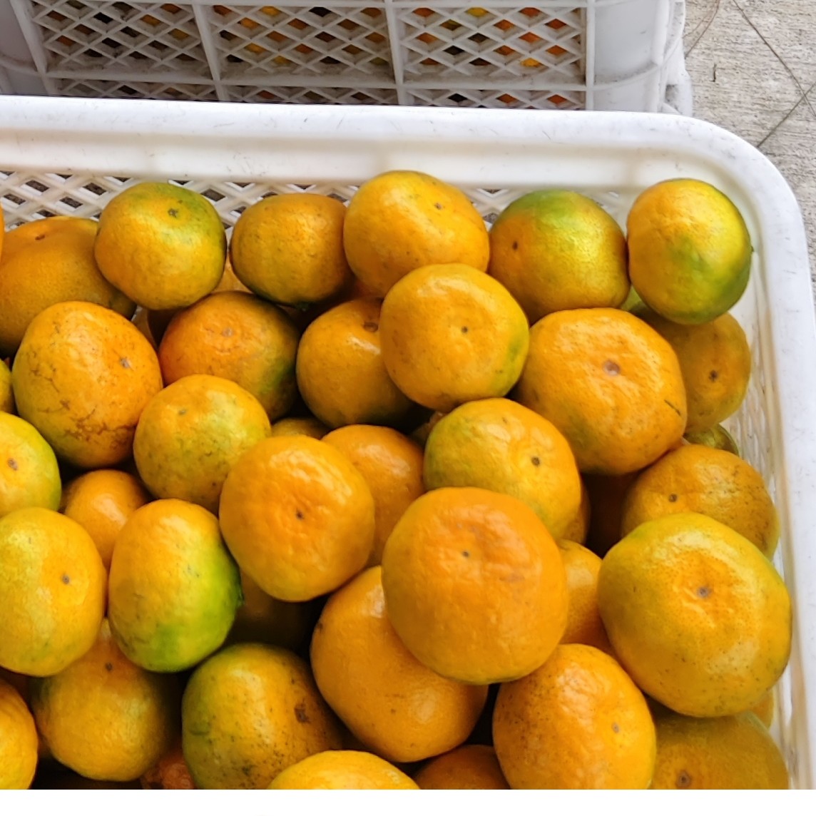 台州蜜桔手剥新鲜应季孕妇水果浙江临海蜜桔