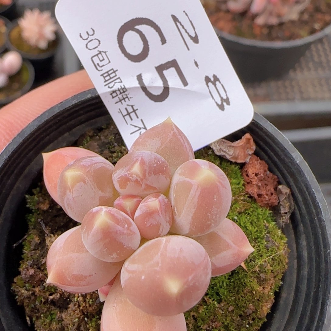 美人杂单头一颗脱土