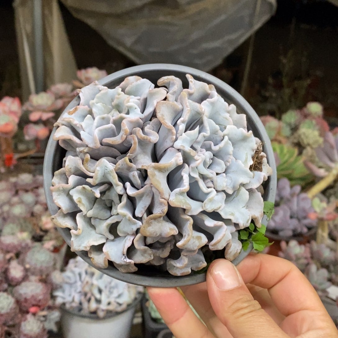 芭蕾舞者三头起发