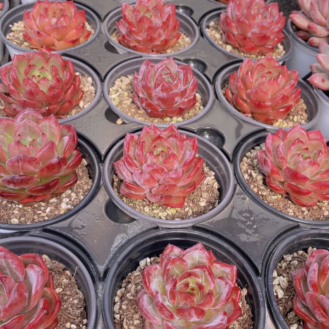 725号 宽叶全状态夜魔侠单头一个