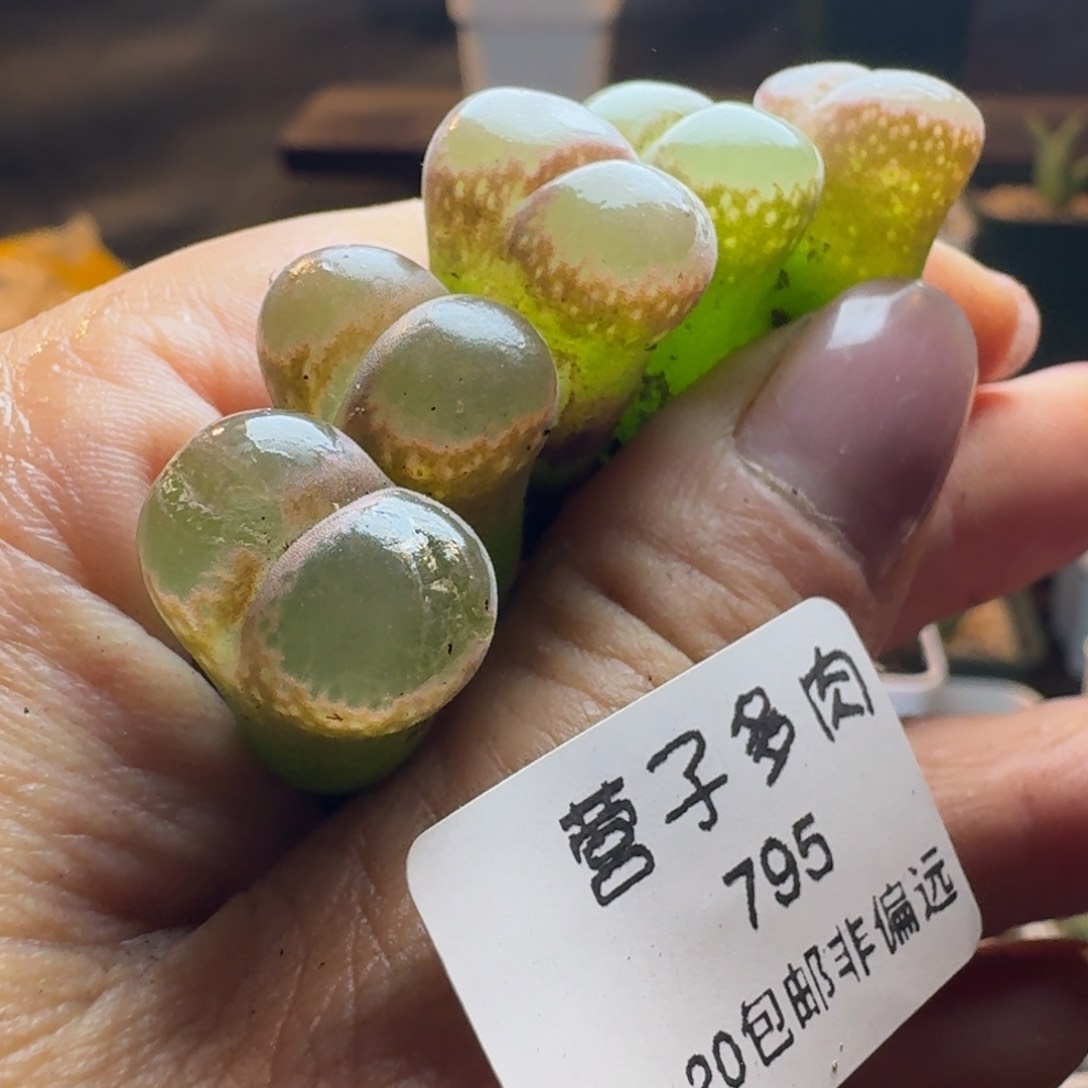 795五颗红网格风000000000