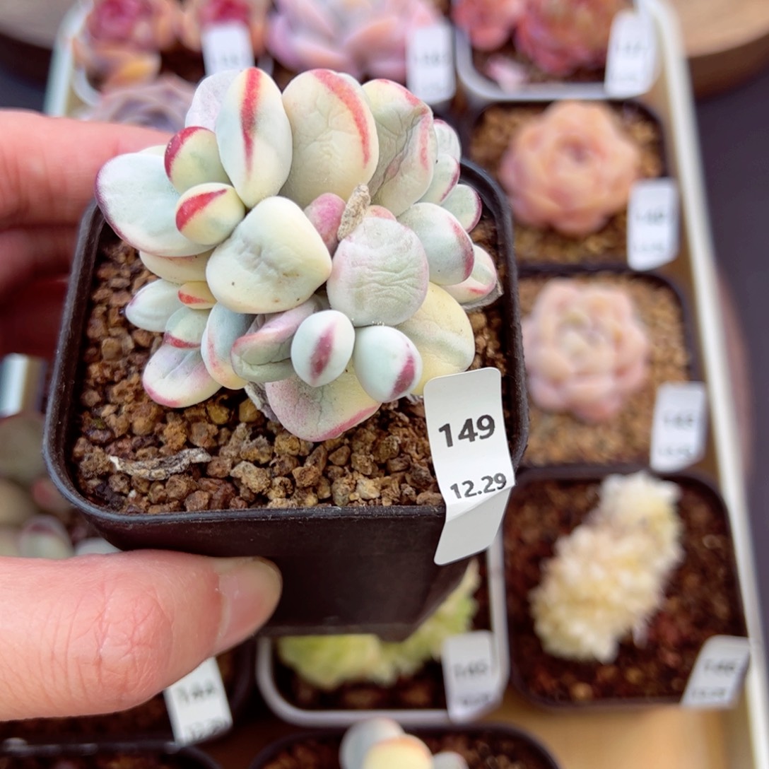 好好看149、哈哈哈哈