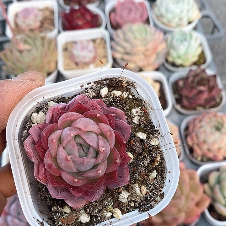 多肉植物一物一拍0150