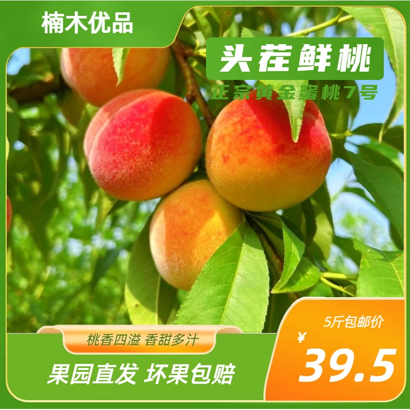 【头茬鲜桃】新鲜黄金蜜桃当季水果桃子香甜爆汁现摘现发坏果包赔