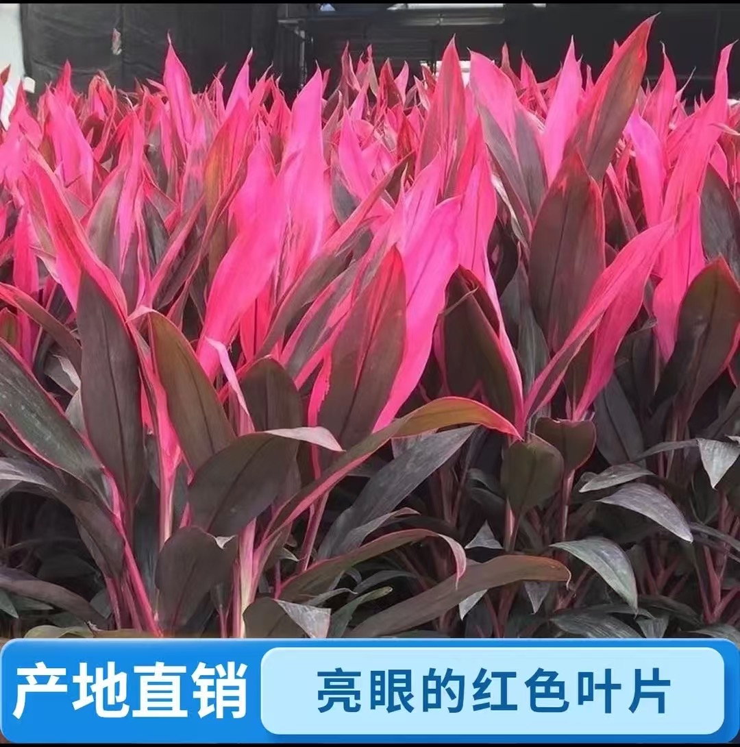 （海南基地）鸿运紫竹富贵竹水培绿植水养发财水培植物花卉转运盆栽