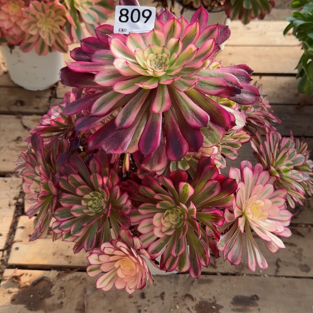 【闪购商品】809多肉