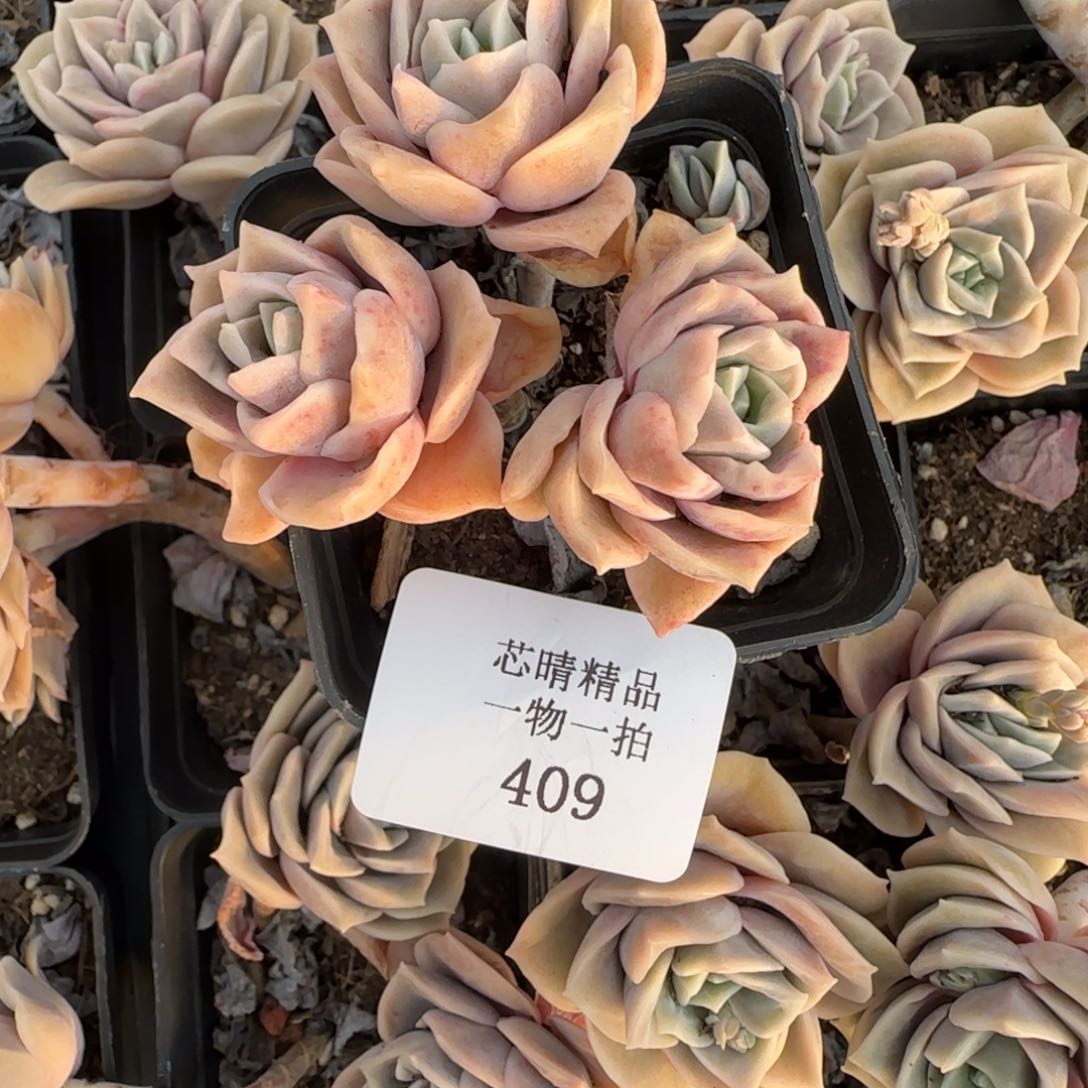 一**泡闪购精品多肉409号