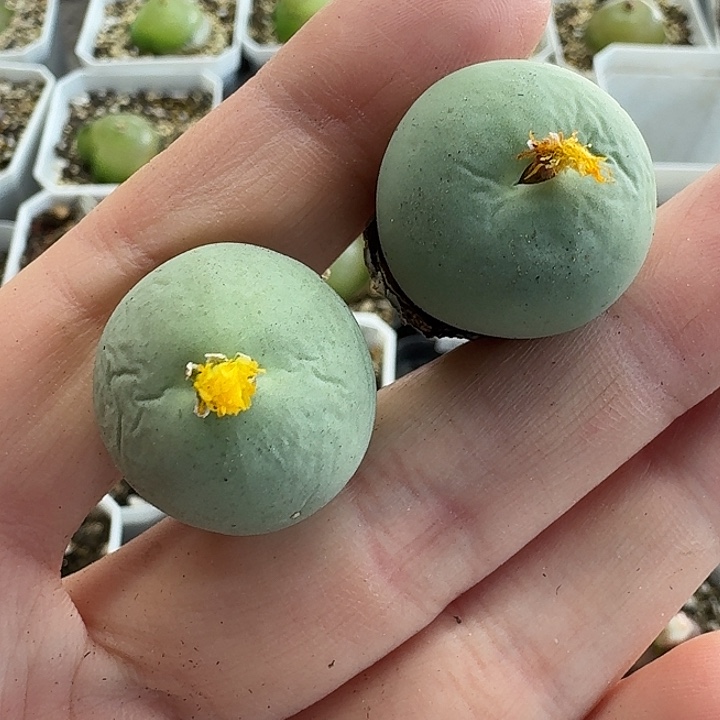 老马生石花2.2鸽子蛋1410