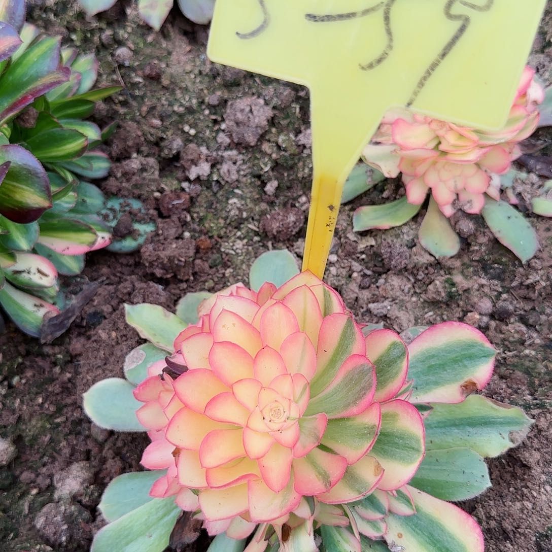 张*丫5-59+--多头多肉植物
