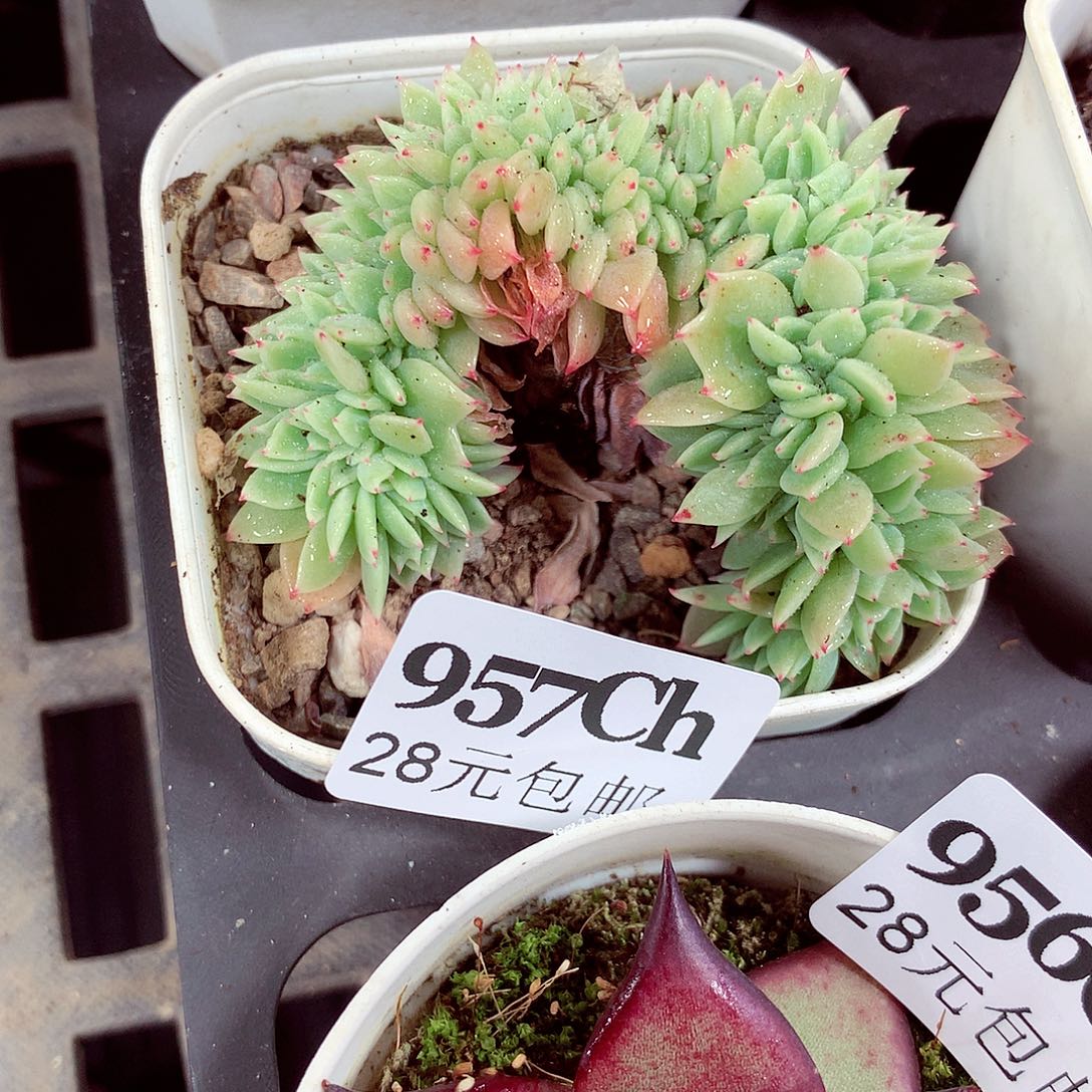 5厘米盆精控多肉957