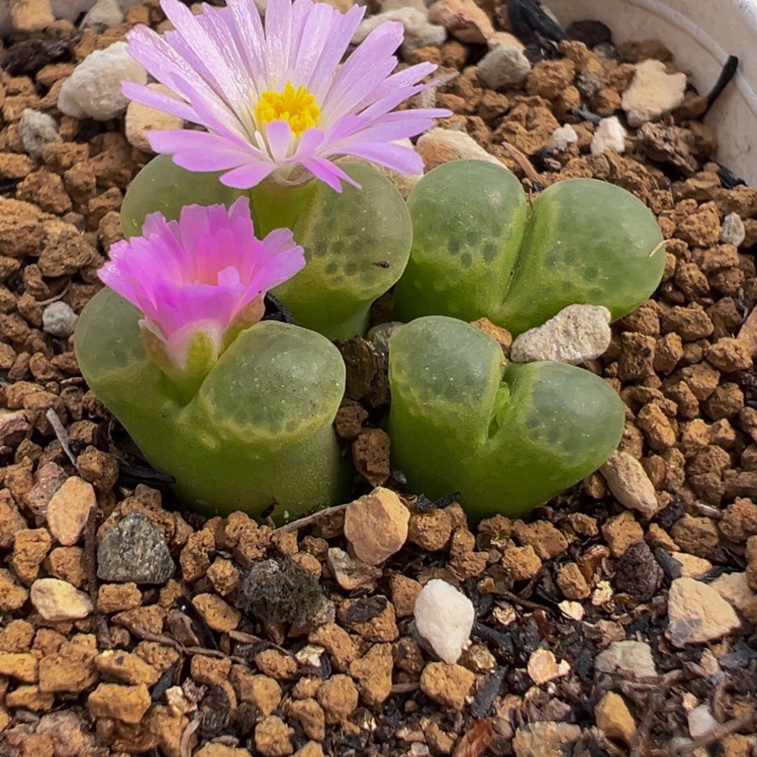 152多肉植物种类多样