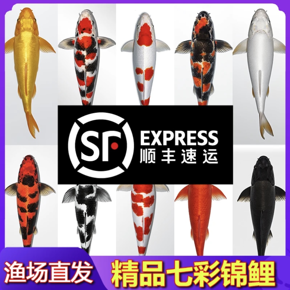 店铺改价链接.锦鲤观赏鱼.