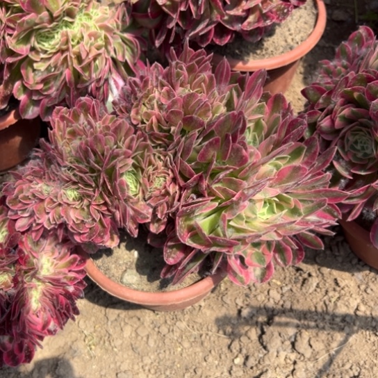 20厘米粉女巫缀化包邮