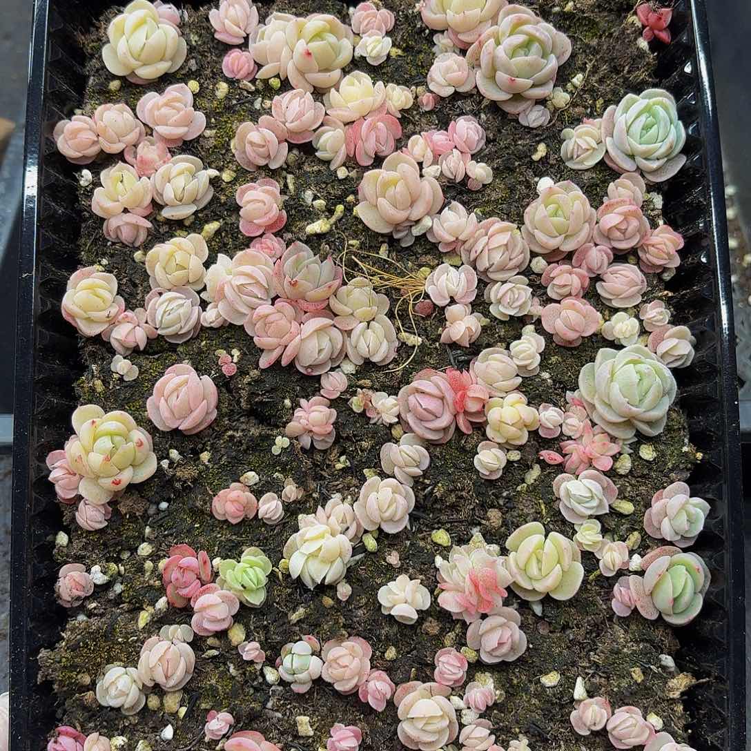 多肉植物多肉植物777