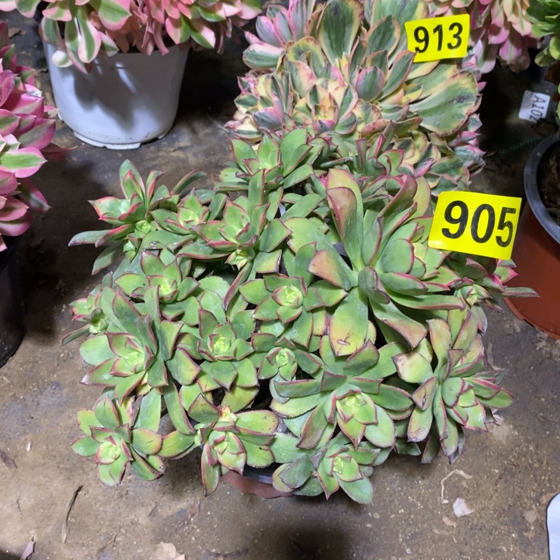 艳日辉多肉法师905