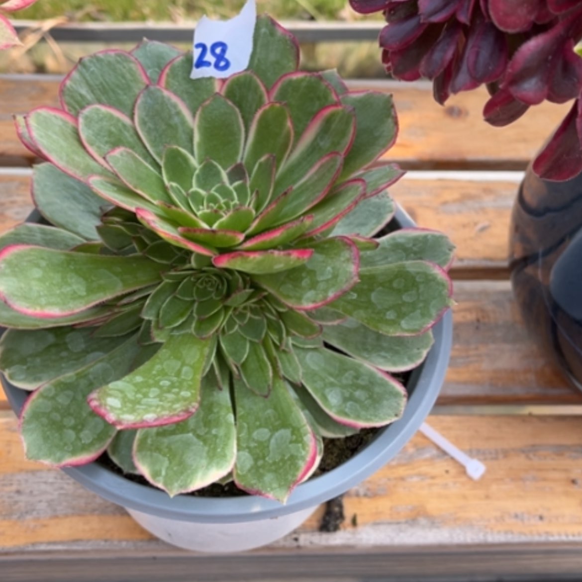 【闪购商品】28粉花妖多肉法师