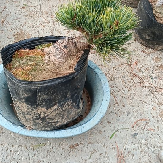 贵品大板松那须娘微型实物