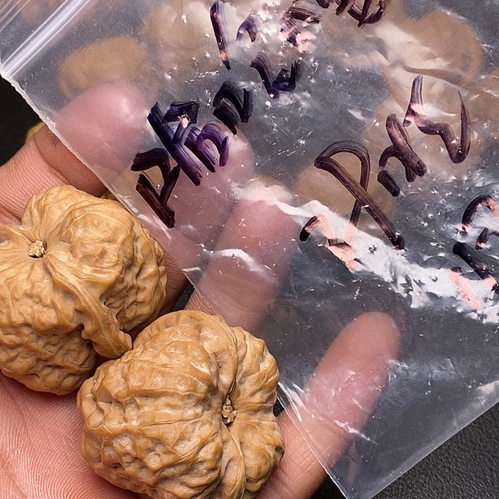 【闪购商品】文玩核桃把件哈**。蛤蟆